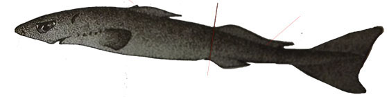 Squaliolus laticaudus_06.jpg
